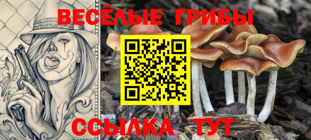 Торжок  Галлюциногенные грибы GOLDEN TEACHER  Вход с VPN  Галлюциногенные грибы прущие грибы 